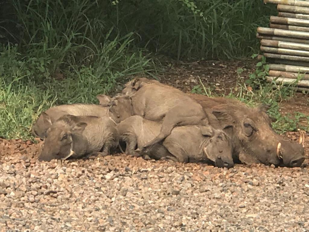 515 On Warthog By The River Marloth Park Exterior photo